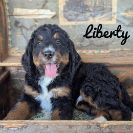 Boy 2 - Tri-color male Bernedoodle puppy in Lancaster, Minnesota from Richardville Hunde