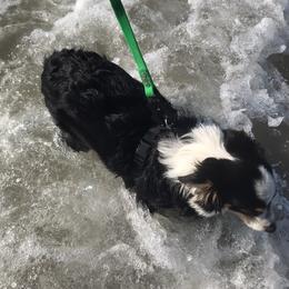 Toy Australian Shepherd All Grown Up from The Ranch of the Sun Toy Aussies