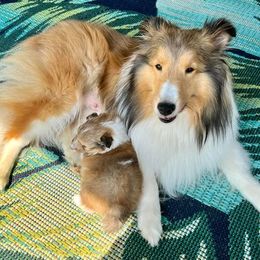 Shetland Sheepdog Puppies from Cheri Spangler's Shetland Sheepdogs