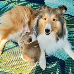 Shetland Sheepdog Puppies from Cheri Spangler's Shetland Sheepdogs