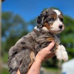 Muffin - Merle female Bernedoodle puppy in Mc Gaheysville, Virginia from Doting Doodles