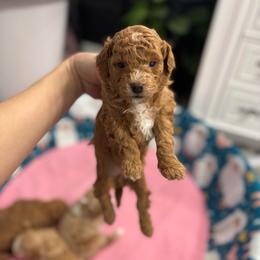 Boy 2 - Red  male Poodle puppy in Herriman, Utah from Gypsi Doodles & Poodles LLC.