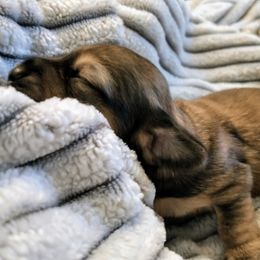 Dachshund Puppies from Weiners on a Hill