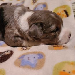 Aussiedoodle and Miniature American Shepherd Puppies from Rosewood Companions