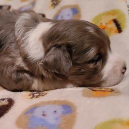 Aussiedoodle and Miniature American Shepherd Puppies from Rosewood Companions