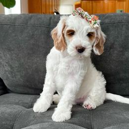 Girl 3 - Parti female Goldendoodle puppy in Elk Grove, California from Doodles by Faith
