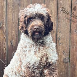 Flirt - Australian Labradoodle