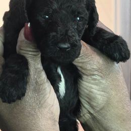 Whitey - Blue female Poodle puppy in Browns Summit, North Carolina from Nailah's Beauties: Standard Poodles