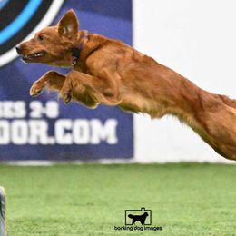 Border Collies and Golden Retrievers from S & E Goldens