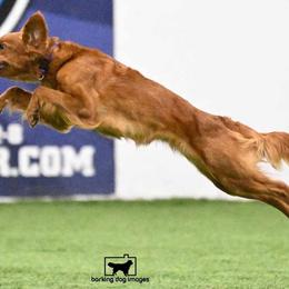 Border Collies and Golden Retrievers from S & E Goldens