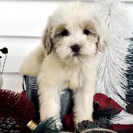 Zombie - Caramel male Australian Labradoodle puppy in Wesley Chapel, Florida from GWagz