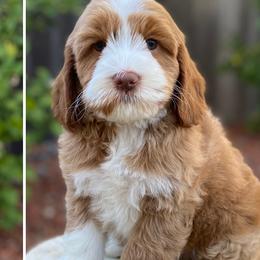 Stetson - Chocolate male Australian Labradoodle puppy in Elk Grove, California from Sacto Labradoodles