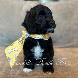 Spook - Black and white male Cockapoo puppy in Payson, Utah from Crandall’s Doodle Barn