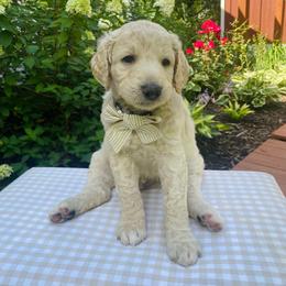 Shepherd - Cream male Goldendoodle puppy in Carlton, Minnesota from Lakeside Doodles MN