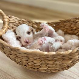Autumn - Parti female Goldendoodle puppy in San Jose, California from Doodle Amore