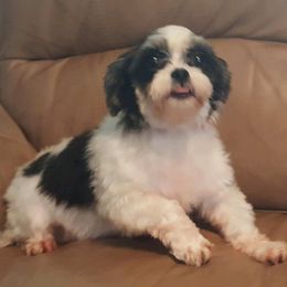 Izzy - Shih Tzu