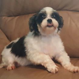 Izzy - Shih Tzu