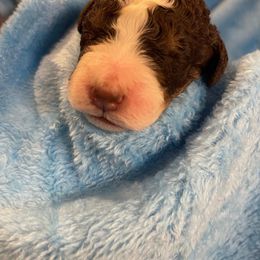 Bernedoodle and Labradoodle Puppies from Huser Doodle