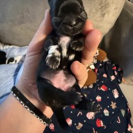 Shih Tzu Puppies from Blue Ridge Shih Tzus