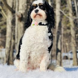 Molly - Cavapoo