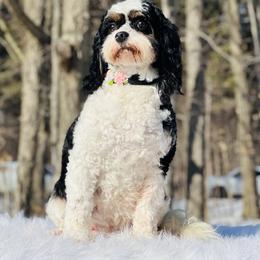 Molly - Cavapoo
