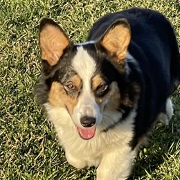 Beth - Pembroke Welsh Corgi