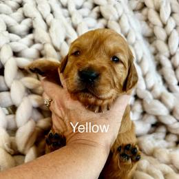 Yellow - Dark golden female Golden Retriever puppy in Calistoga, California from Willow’s AKC Golden Retrievers
