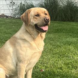 Labrador Retrievers from Westwind Labradors