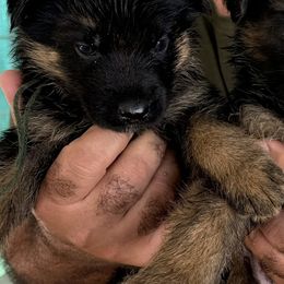 Girl 2 - female German Shepherd puppy in Miami, Florida from Vom Kirsys
