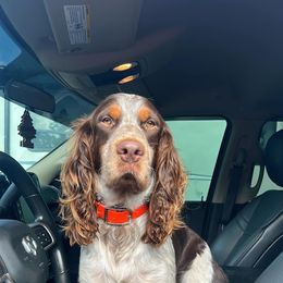 Boykin Spaniel and English Springer Spaniel Puppies from 31 Pines Springers & Retrievers