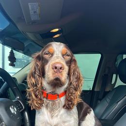 Boykin Spaniel and English Springer Spaniel Puppies from 31 Pines Springers & Retrievers