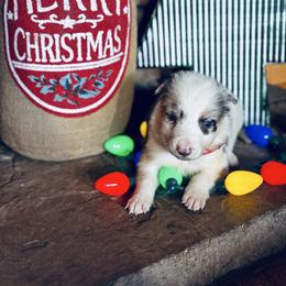 Latch x Lassie - Boy 4 - Red merle - orange - Red merle male Border Collie puppy in Minden, Iowa from Rocking N Registered Border Collies & Labradors