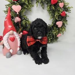 Beau - Black male Goldendoodle puppy in Leander, Texas from Doodle Doula