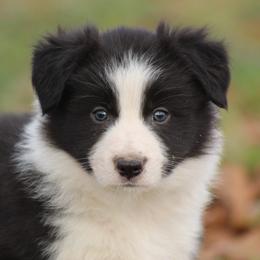 Haze - Black male Border Collie puppy in Tylertown, Mississippi from Cool Meadow Farms
