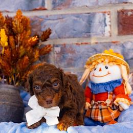 Milky Way - Tri-color female Bernedoodle puppy in Richmond, Texas from Harper’s Heartbeats