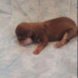 Shih Tzu Puppies from N.F.S.T Imperial ShihTzu Puppies.