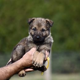 Yellow - Sable male German Shepherd puppy in Cherryville, North Carolina from Masky Kennel