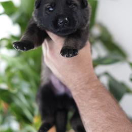 Ace - Sable male German Shepherd puppy in Coarsegold, California from Yosemite Shepherds