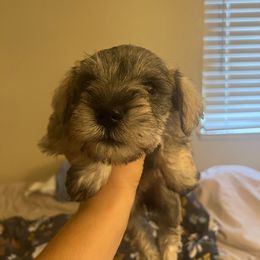 Girl 4 - Salt and pepper Miniature Schnauzer puppy in Rocklin, California from MiniSchnauzerWorld