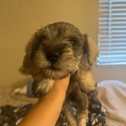 Girl 4 - Salt and pepper Miniature Schnauzer puppy in Rocklin, California from MiniSchnauzerWorld
