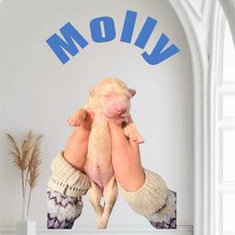 Molly - Cream female Goldendoodle puppy in Valdosta, Georgia from Designer Doodles of South GA