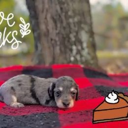 Dapple girl 3 - Black and cream female Dachshund puppy in Crestview, Florida from Neverending Dachies