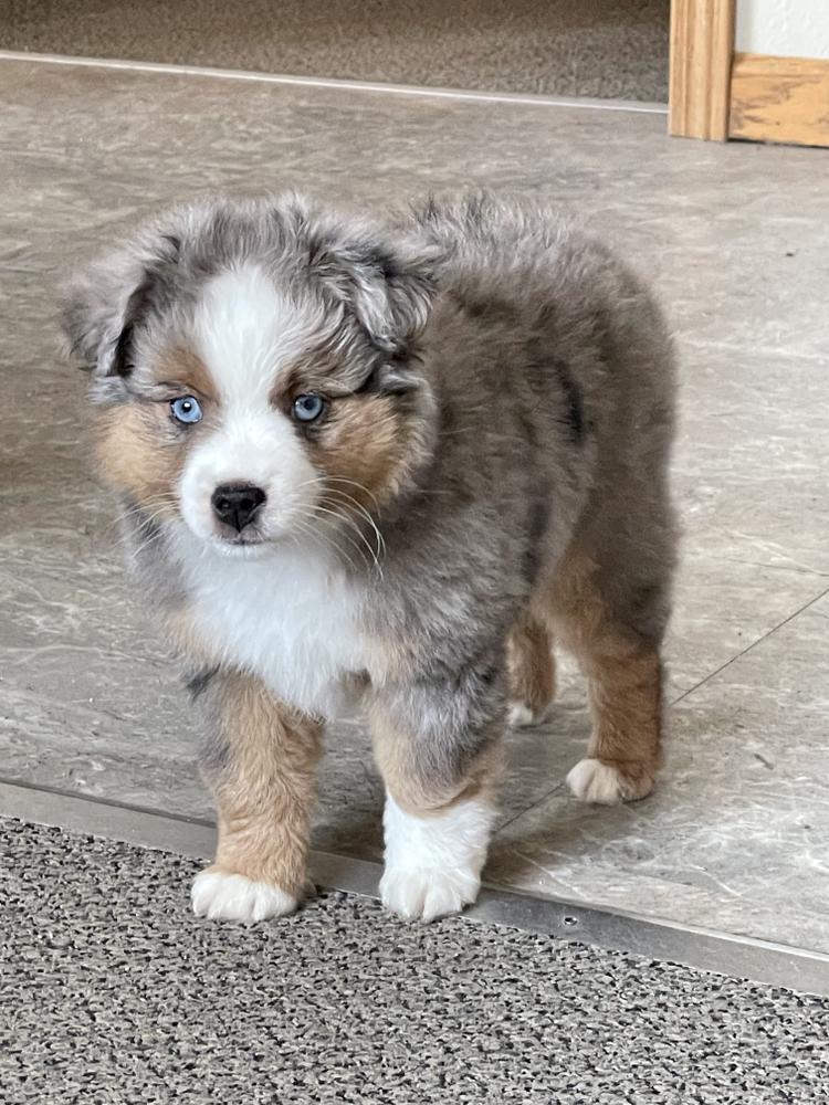 4C TOY AUSSIES - Home  Aussie puppies, Aussie dogs, Mini aussie puppy