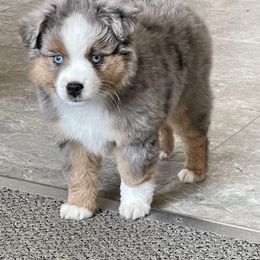 Toy Australian Shepherd Puppies from 4C Toy Aussies