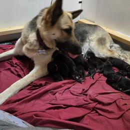 Chevy - Shiloh Shepherd