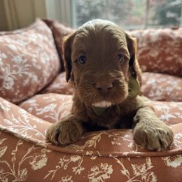 Forrest - Red male Australian Labradoodle puppy in Summerfield, North Carolina from Four Oaks Labradoodles