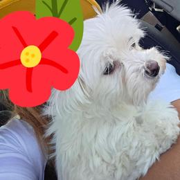 Casper - Maltese