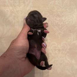 Ouiser - Liver and white female Shih Tzu puppy in Beatrice, Nebraska from I Shih Tzu Not Puppies