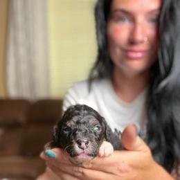 Cannoli - Started Trained Puppy - Tri-color male Bernedoodle puppy in Youngstown, Florida from Wonderland’s Boujie Kennels
