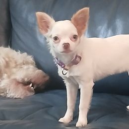 Chihuahuas from Chi Garden Chihuahuas